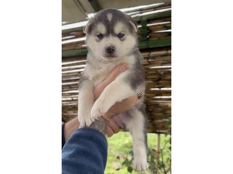 Renk dağılımı mükemmel husky bebeklerim