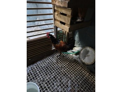 Sağlıklı horoz yeni ötmeye başladı denizli
