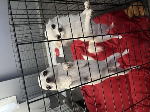 Şivava köpekler için lütfen whatsapp dan iletişime geçin