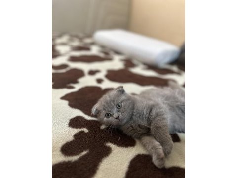 Safkan scottish fold top kafa