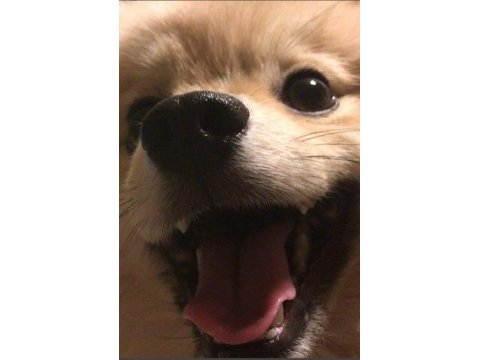 Şirin, sevimli pomeranian