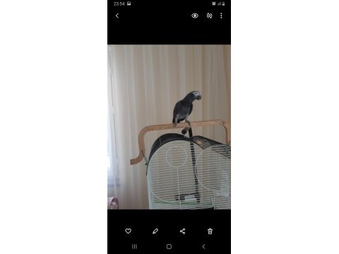 1 yaşında konuşan yarı evcil timneh jako papağanı
