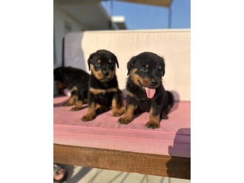 Rottweiler yavrular yeni yuvasını arıyor