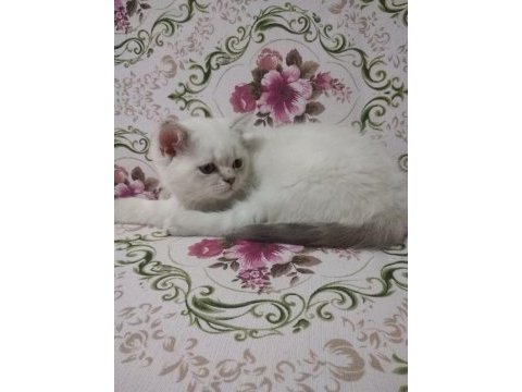 British shorthair bluepoint miniklerimiz ailelerini bekliyor