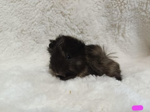 Sevimli guinea pig yavrular