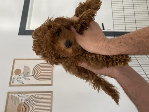 Dişi 2,5 aylık toy poodle yavrumuz 