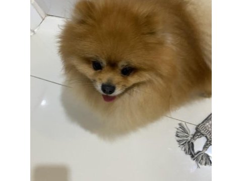 Şecereli pomeranian erkeğimize eş arıyoruz
