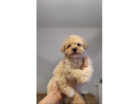 Mükemmel kalitedeki toy poodle yavrularımız