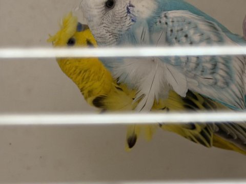 Show jumbo japones tepeli limon hobi kuşlar