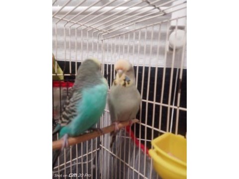 Jumbo ve show muhabbet kuşu toplu herşeyi ile verilicektir
