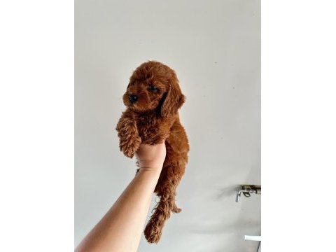 Koyu dişi poodle