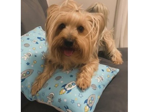 Uyguna wc eğitimli bakımlı köpeğimiz