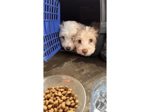 Köpeğimiz sahiplendirilmeyi bekliyor