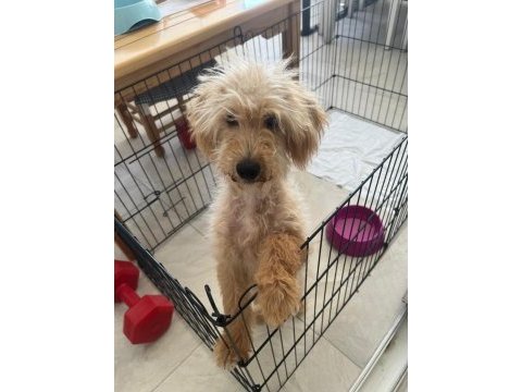 Tüm aşıları yapılmış maltipoo cinsi köpeğimiz