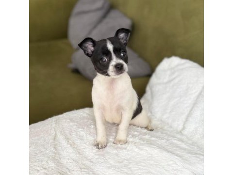Chihuahua teacup yavrularımız sağlık ve ırk garantilidir
