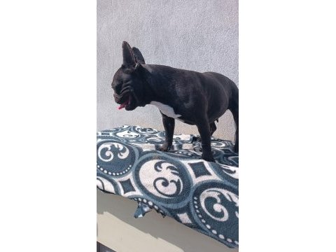 Blue taşıyıcı micro dişi french bulldog