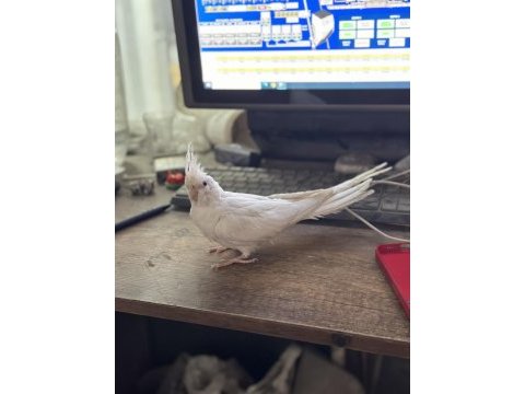 Oyun hamuru albino kırmızı göz sultan papağanı