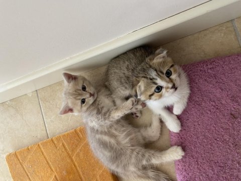 Scottish fold british fold yavrular