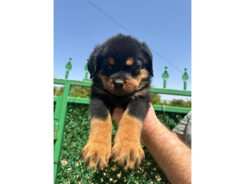 A kalite rottweiler bebekler yeni yuvalarını arıyorlar