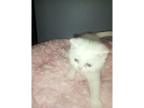 British shorthair albino yavrular