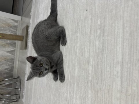 Yeni yuvasını arıyor british shorthair
