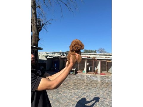 Kore toy poodle yavrularımız ruhsatlı çiftliğimizden
