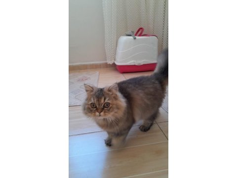 British longhair kedisi
