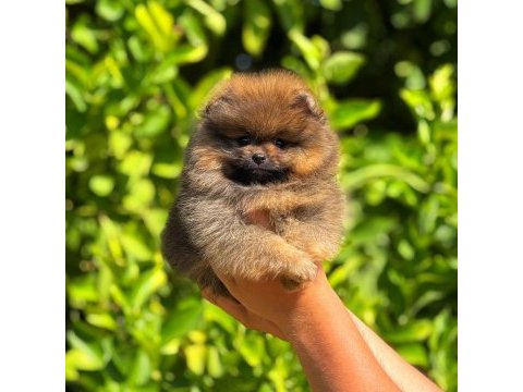 Pomeranian bebek suratımız yeni yuvasını arıyor