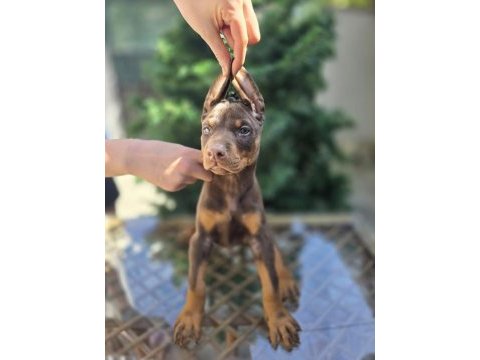 Kızıl ve klasik king doberman yavrular