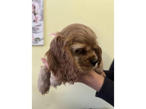 Amerikan cocker köpeklerimiz gelip görerek alabilirsiniz