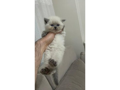 British shorthair blue point