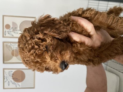 3 aylık erkek toypoodle yavrumuz 