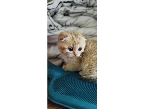 Golden, silver ve lilac scottish fold yavrular