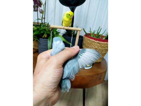 Forpus anıttepe pied yavrular