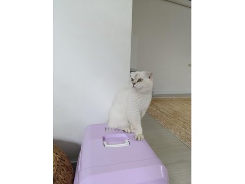 Mükemmel güzellikte scottish fold