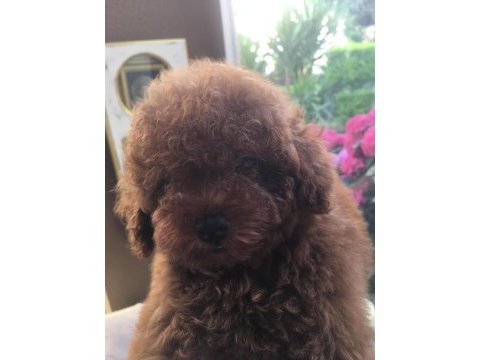 Kore poodle yavrular