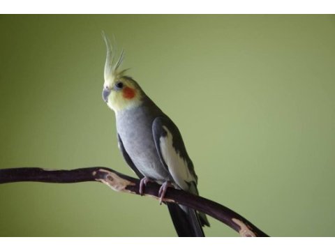 Sultan papağanı çiftler yumurtalı