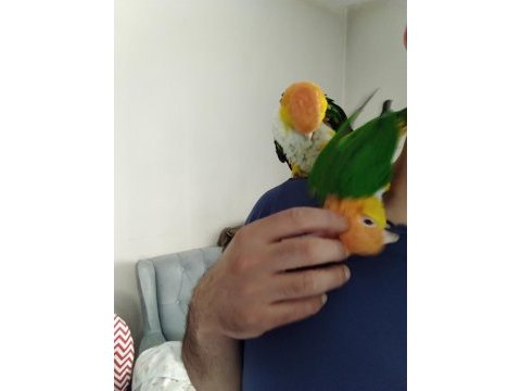 Evcil dna belgeli caique takım