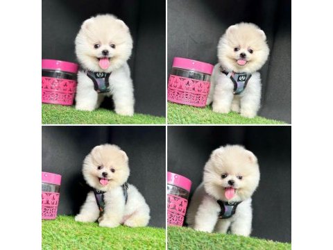 Mersinin en seçkin pomeranian boo bebekleri
