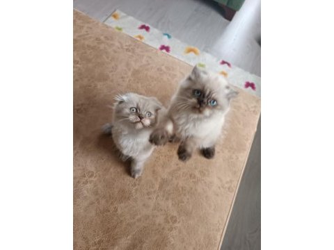 Safkan himalayan bir disi bir erkek yavrular