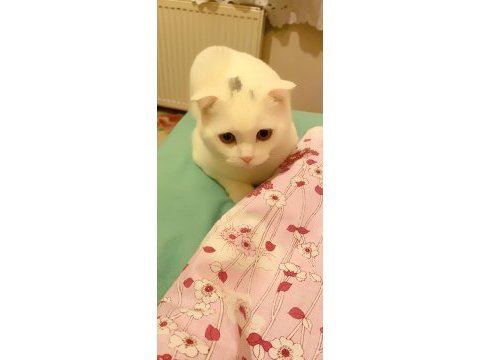 Kedi prens bal scottish fold