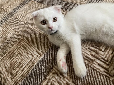 2 aylık aşılı scottish fold