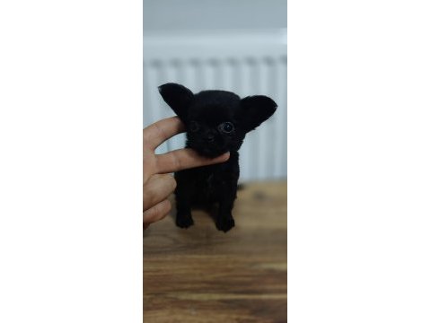 1 lokma bebek chihuahua