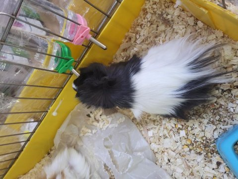 Guinea pig yavruları