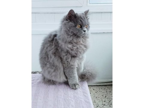 British longhair 9 aylık