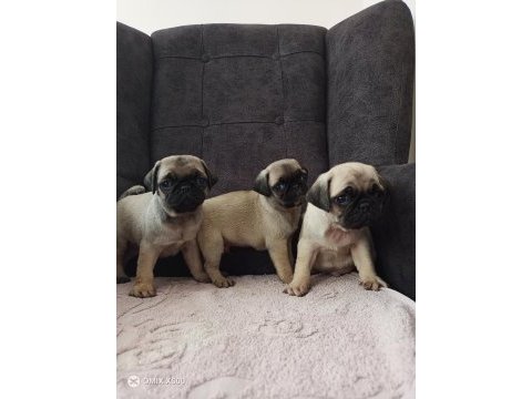 Pug yavrularımız