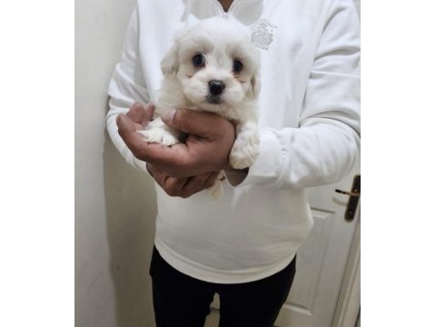 Maltese terrier yavrularımız