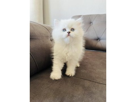 Kral walterin yakışıklı british longhair prensleri