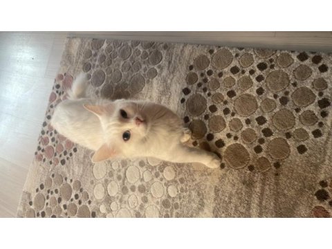 Dişi kedime çiftleşmesi için erkek kedi arıyorum