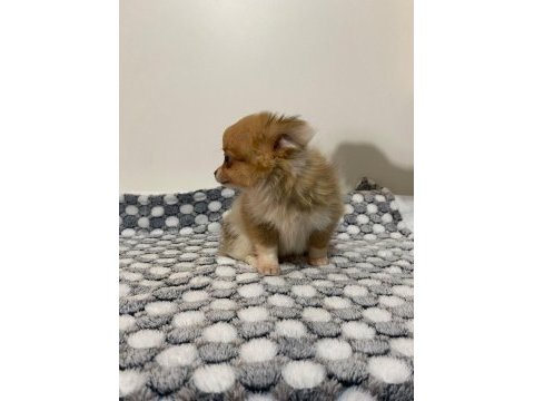 Sevimli şivava bebeklerimiz